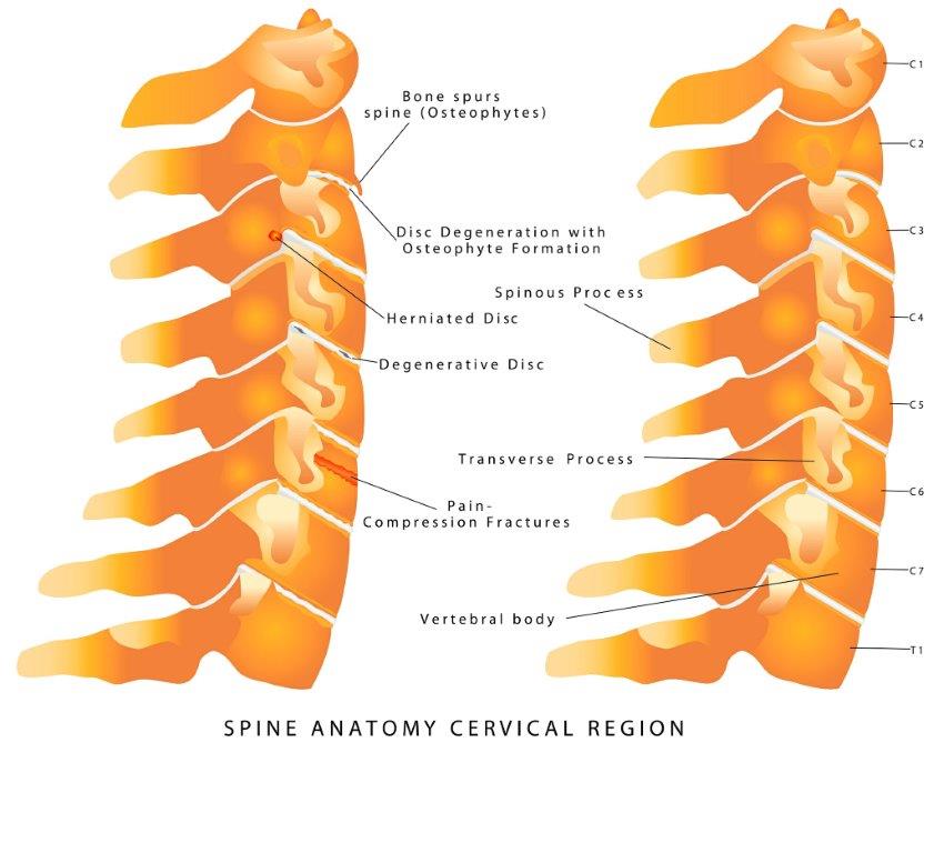 vertebrae and disc anatomy