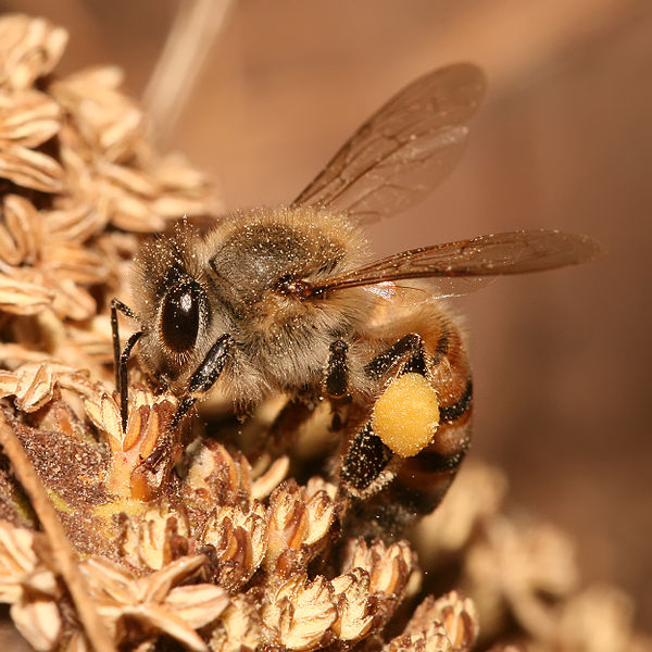 Apis mellifica endometriosis