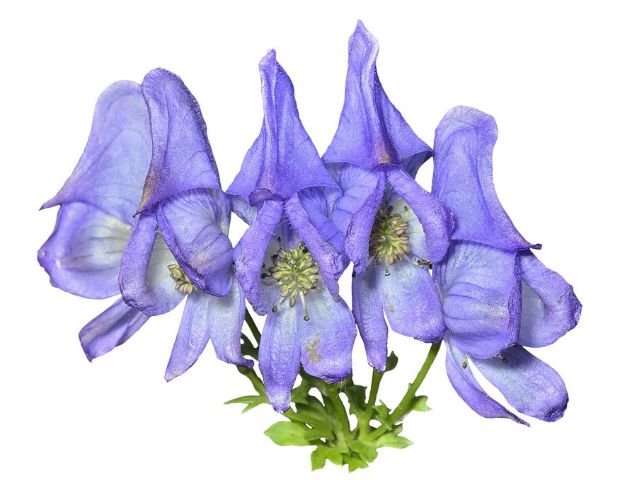 A close up of the blue flowers of poisonous plant (Aconitum taigicola). Isolated on white.