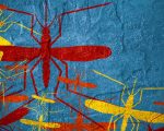 insect