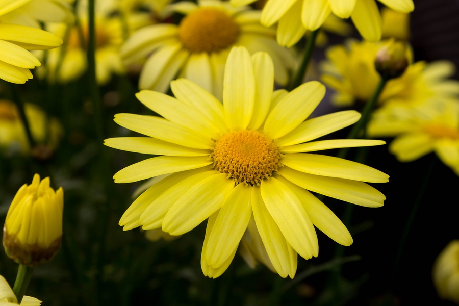 Arnica montana European flowering plant used in herbal medicine