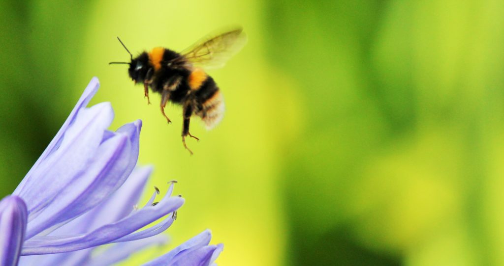 honey-bee-cropped