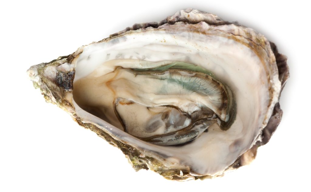 Oyster Shell 2