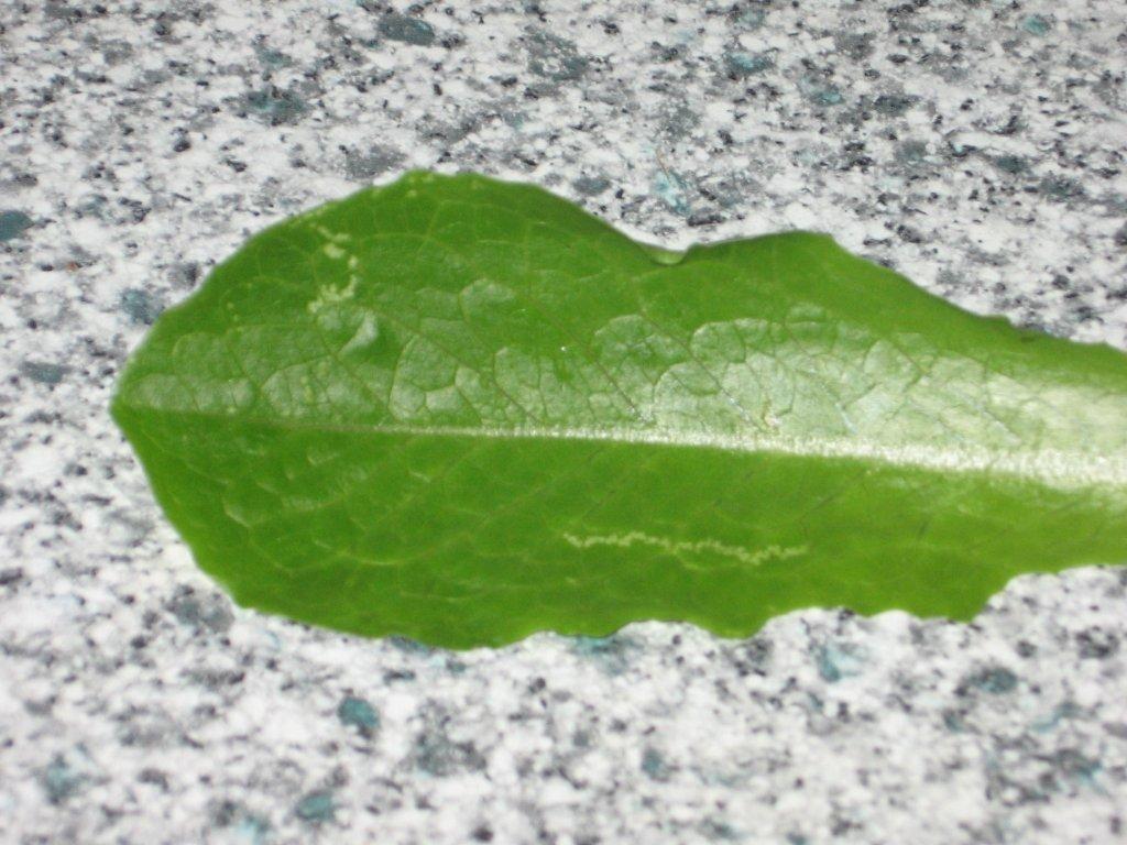 A leaf with leafminer that needs thuja