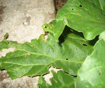 Anti-Snails & Slugs Remedy 4