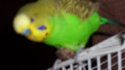 A budgerigar with a fatty lipoma on its chest wall. A problem for homeopathy!