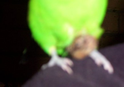 A budgerigar with a fatty lipoma on its chest wall. A problem for homeopathy!