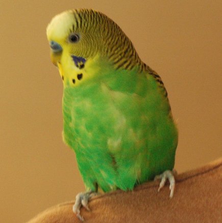 ...a happy budgerigar, cured by homeopathy.