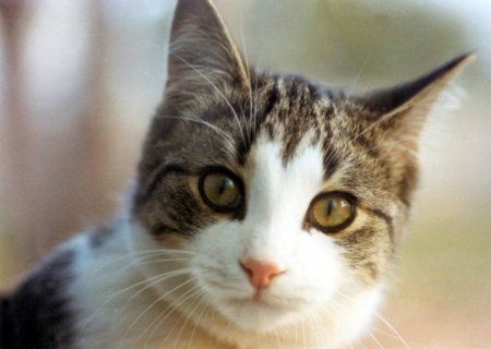 An adorable cat that needs a herbal ledum tincture for fleas