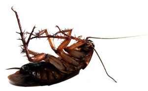 A cockroach on its back for this article on using Arsenicum album against them.