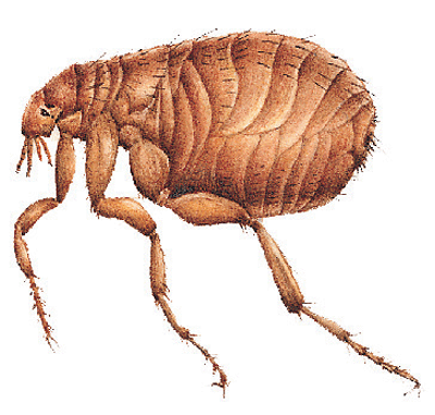 A nasty flea 