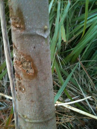 A paw paw tree infected with red spider mites