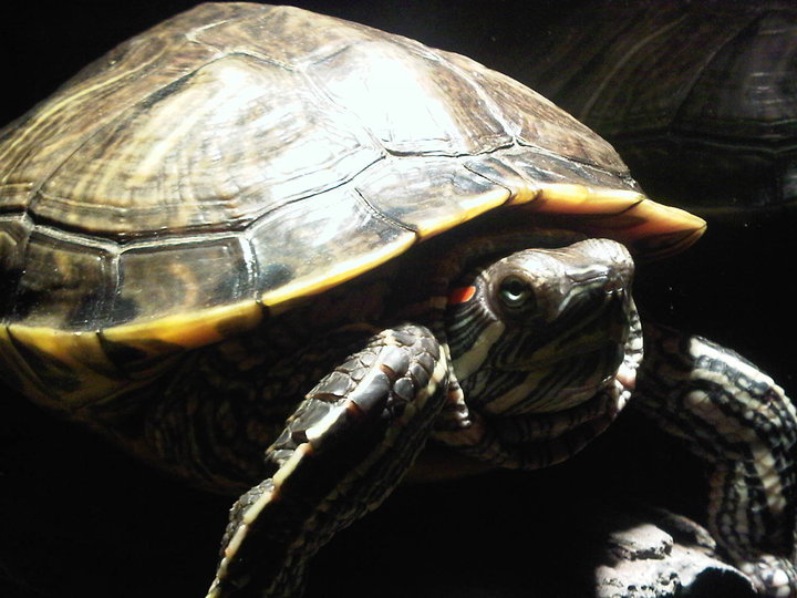 Homeopathy for Turtles 2