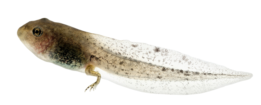 A cute tadpole image representing this article on homeopathy research in tadpoles. 