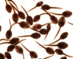 Tadpole Research and Remedies 8
