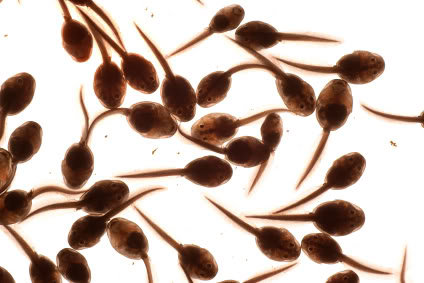 Another picture of multiple tadpoles