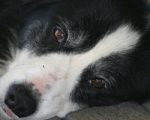 A Dog's Life: Molly's Mange, Eczema and Lack of Confidence 3