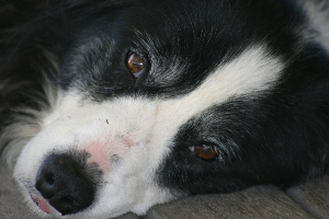 homeopathy skin treatment Lack of Dog's and Eczema Confidence Mange, Molly's Life: A