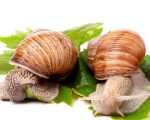 Anti-Snails & Slugs Remedy 9