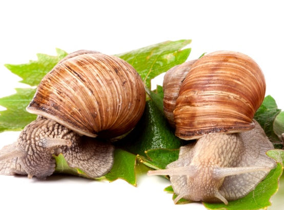 Homeopaths have discovered that a simple homeopathic remedy safely protects plants and crops from hungry snails and slugs