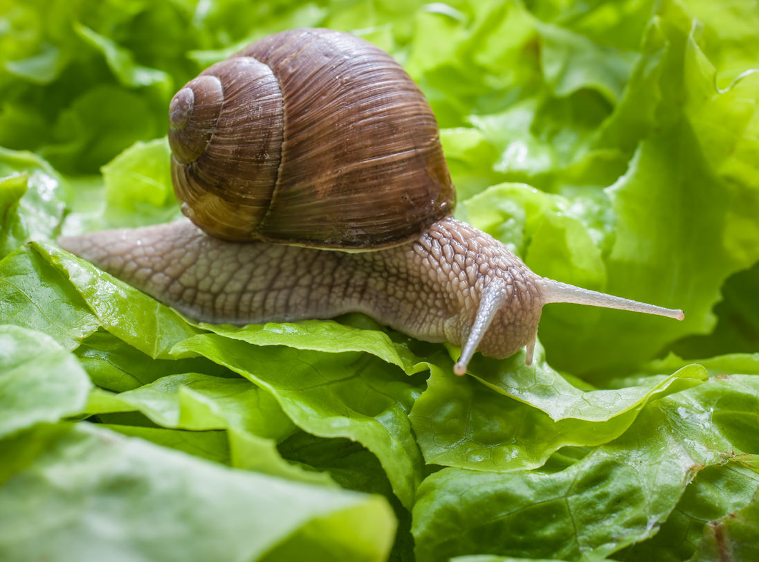 A snail crawling along lettuce leaves for this article on deterring snails with helix tosta 