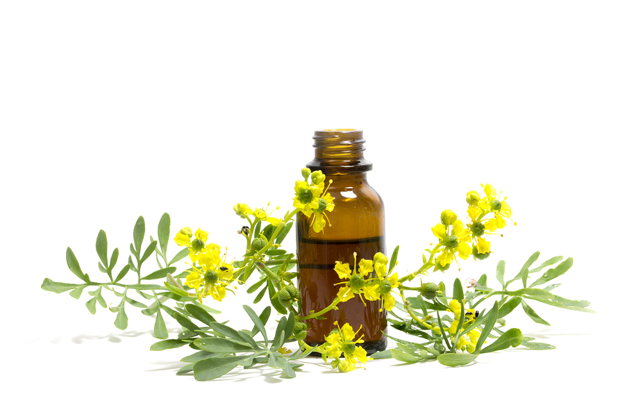 Rue (Ruta graveolens) branch with flowers and a bottle of essential oil isolated on a white background medieval medicinal plant