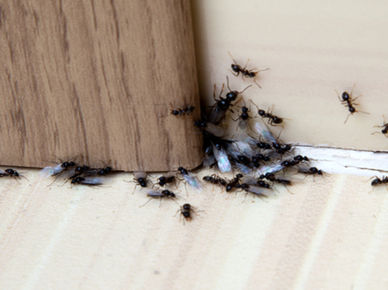 A black ant infestation that Kaviraj suggests using calendula and tagetes for