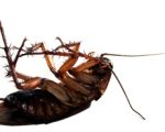 cockroach2 1 Arsenicum - Is it a Cockroach Deterrent? Arsenicum - Is it a Cockroach Deterrent? 1