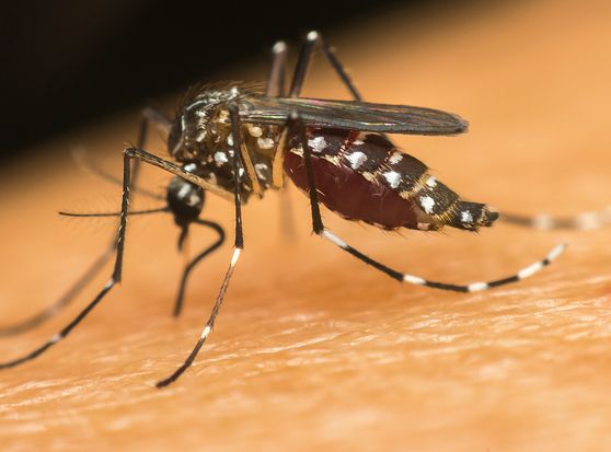 Some resourceful countries are using homeopathy against malaria-carrying mosquitoes such as this one seen below.