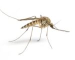 Mosquito The Use of Homeopathic Prophylaxis and Treatment For Malaria in Endemic Areas Of Kenya: Part 2 The Use of Homeopathic Prophylaxis and Treatment For Malaria in Endemic Areas Of Kenya: Part 2 1