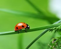 Coccinella to Deter Aphids and Other Soft-bodied Insects 8