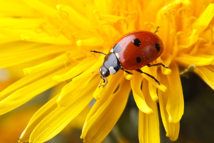 Homeopathy Plus  Homeopathy Plus