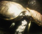 turtle1 Homeopathy for a Turtle Homeopathy for a Turtle 1