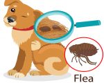 fleas Ask Kaviraj - Issue 5 Ask Kaviraj - Issue 5 1