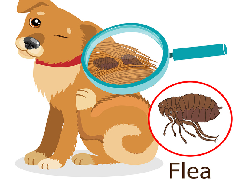 Ask Kaviraj - Issue 5 - Homeopathy for Fleas, Plants & Pests 2