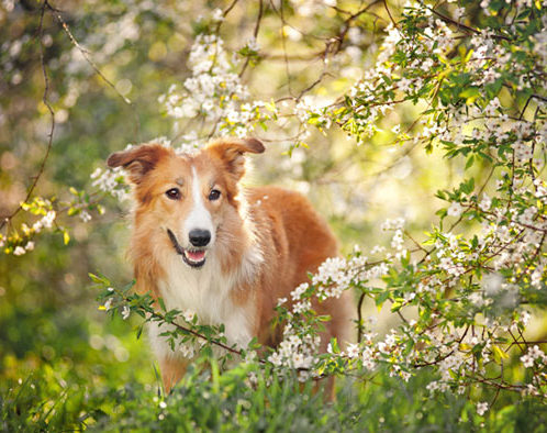 12 Homeopathic Remedies for Your Dog 10