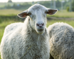 Sheep Ask Kaviraj -Issue 8 - Homeopathy for Sheep, and More Ask Kaviraj -Issue 8 - Homeopathy for Sheep, and More 1