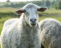 Ask Kaviraj -Issue 8 - Homeopathy for Sheep, and More 4