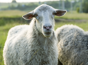Ask Kaviraj -Issue 8 – Homeopathy for Sheep, and More