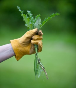 This picture of a weed being ripped out is a metaphor for how homeopathy rips out the root cause of health problems from the roots. 