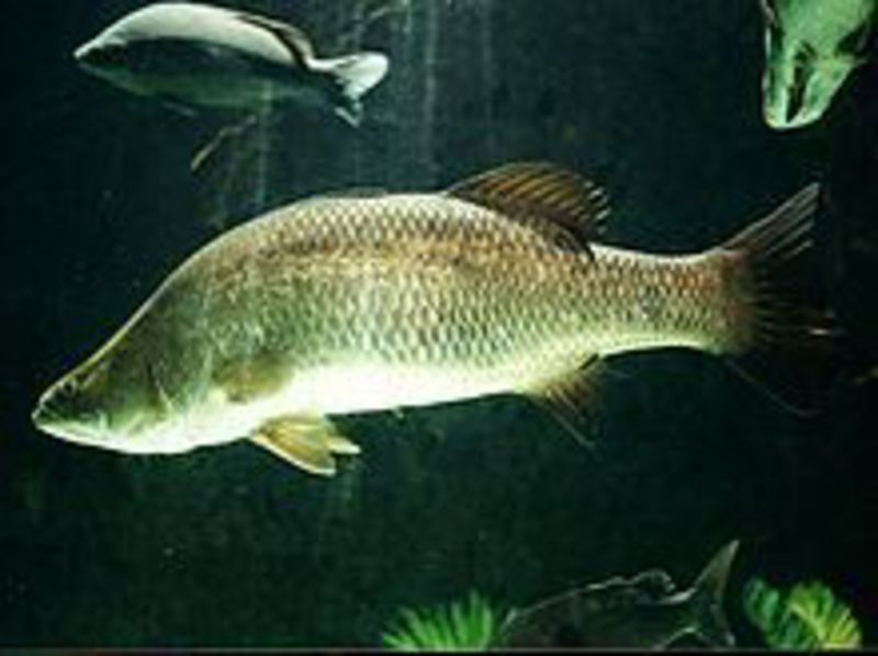 Can you treat fish like this jade perch with homeopathy? Kaviraj says yes