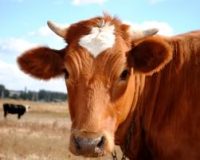 Homeopathy to Replace Antibiotics for Farm Animal Diseases? 1