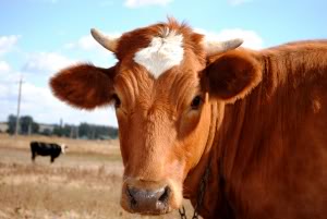 Homeopathy to Replace Antibiotics for Farm Animal Diseases? 16