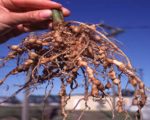 Root-Knot Disease and Agrohomeopathy 2