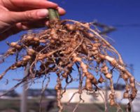 Root-Knot Disease and Agrohomeopathy 11