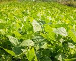 Organic green beans You Too Can Test Homeopathy You Too Can Test Homeopathy 1