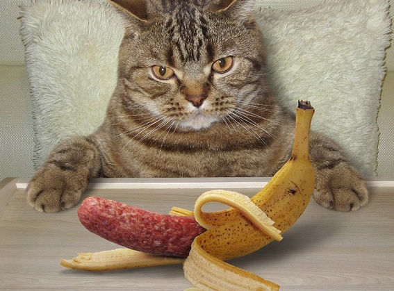 pica eating disorder cats