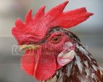 Poultry The Poultry Doctor The Poultry Doctor 1