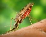 mosquito zps24185751 Homeopathy Prevents Chikungunya in Kerala Homeopathy Prevents Chikungunya in Kerala 1