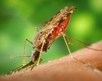 Preventing Chikungunya - Consider homeopathy 7